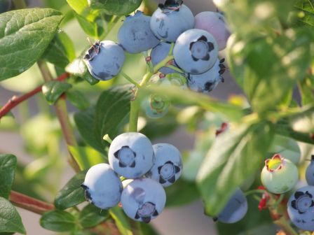 Blaubeeren