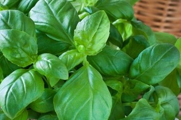 Basilikum für gefüllten Mozzarella