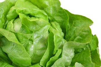 Münsterländer Kopfsalat